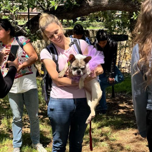 Enlarge Orchid, a Adoptable French Bulldog in Austin, TX image 1/6