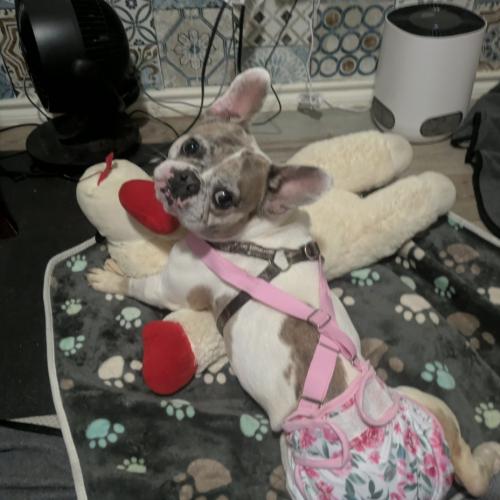 Orchid, Adoptable, Young Female French Bulldog.