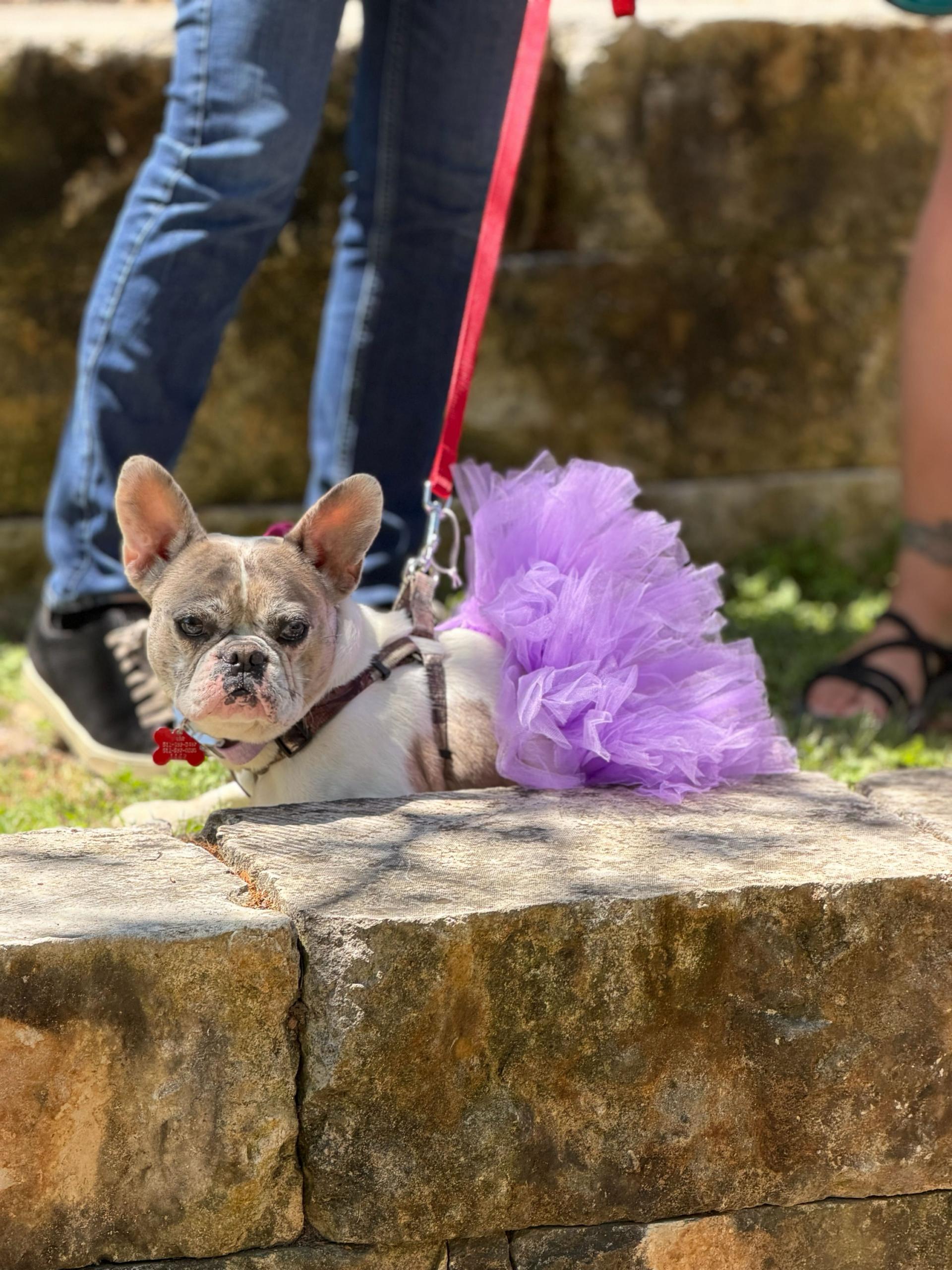 Enlarge Orchid, a Adoptable French Bulldog in Austin, TX image 2/6