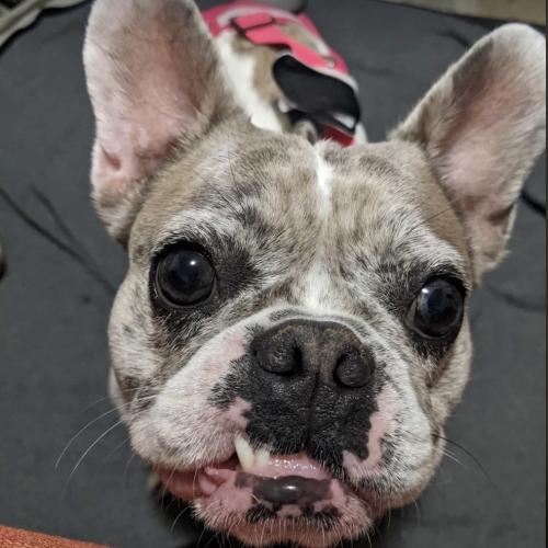 Orchid, a Adoptable French Bulldog in Austin, TX image 2/5