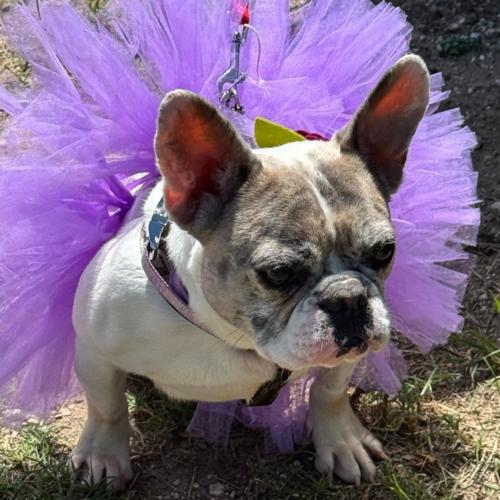 Enlarge Orchid, a Adoptable French Bulldog in Austin, TX image 3/6