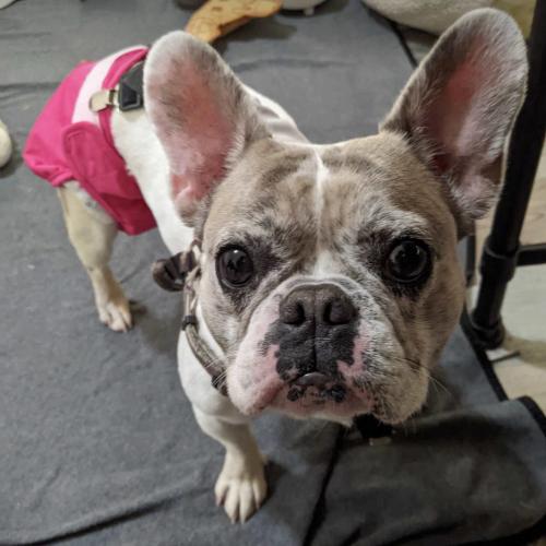 Orchid, a Adoptable French Bulldog in Austin, TX image 3/5