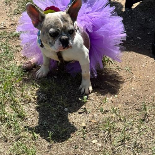 Enlarge Orchid, a Adoptable French Bulldog in Austin, TX image 4/6