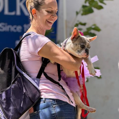 Enlarge Orchid, a Adoptable French Bulldog in Austin, TX image 5/6