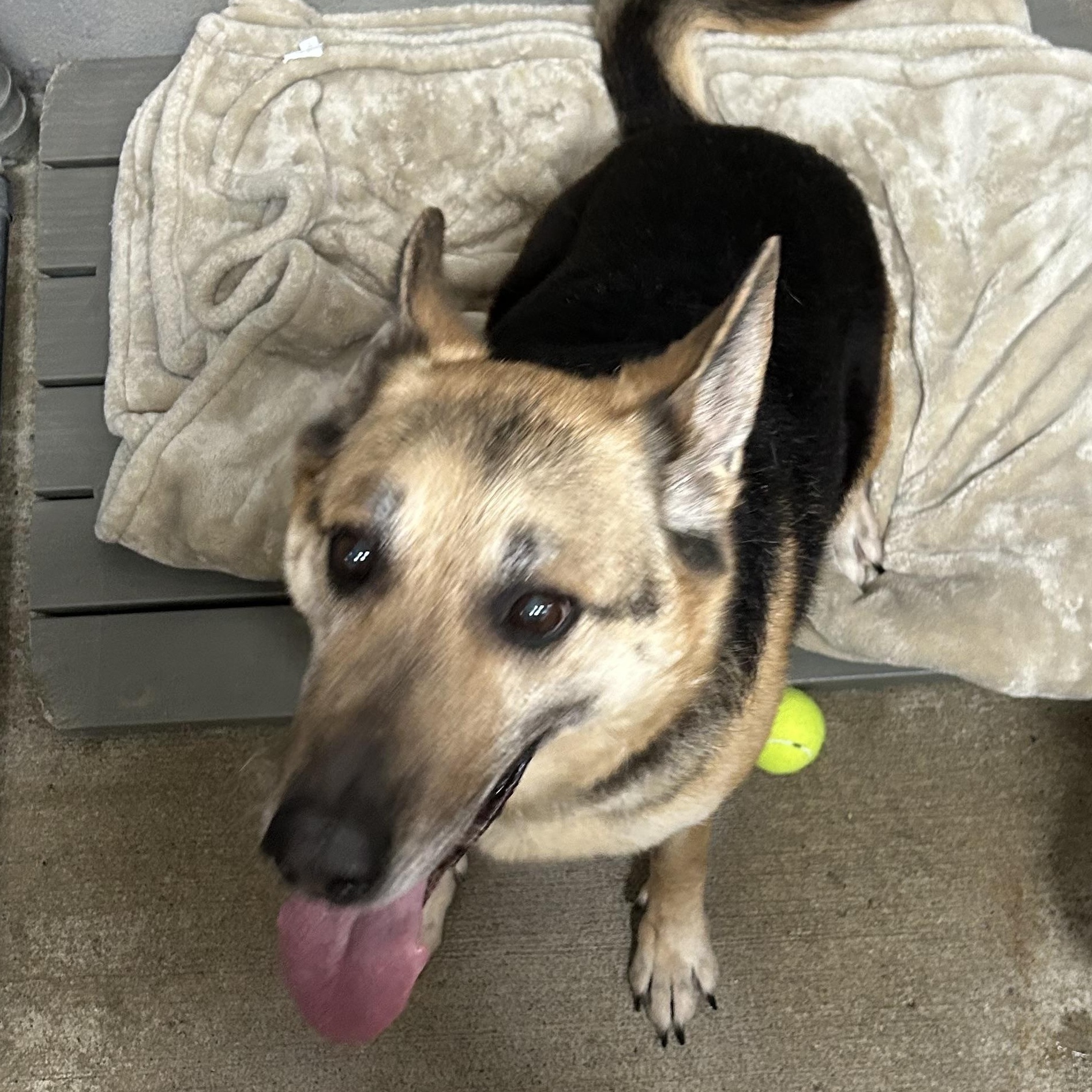 Lady Tango, ADOPTABLE, Adult Female German Shepherd Dog.