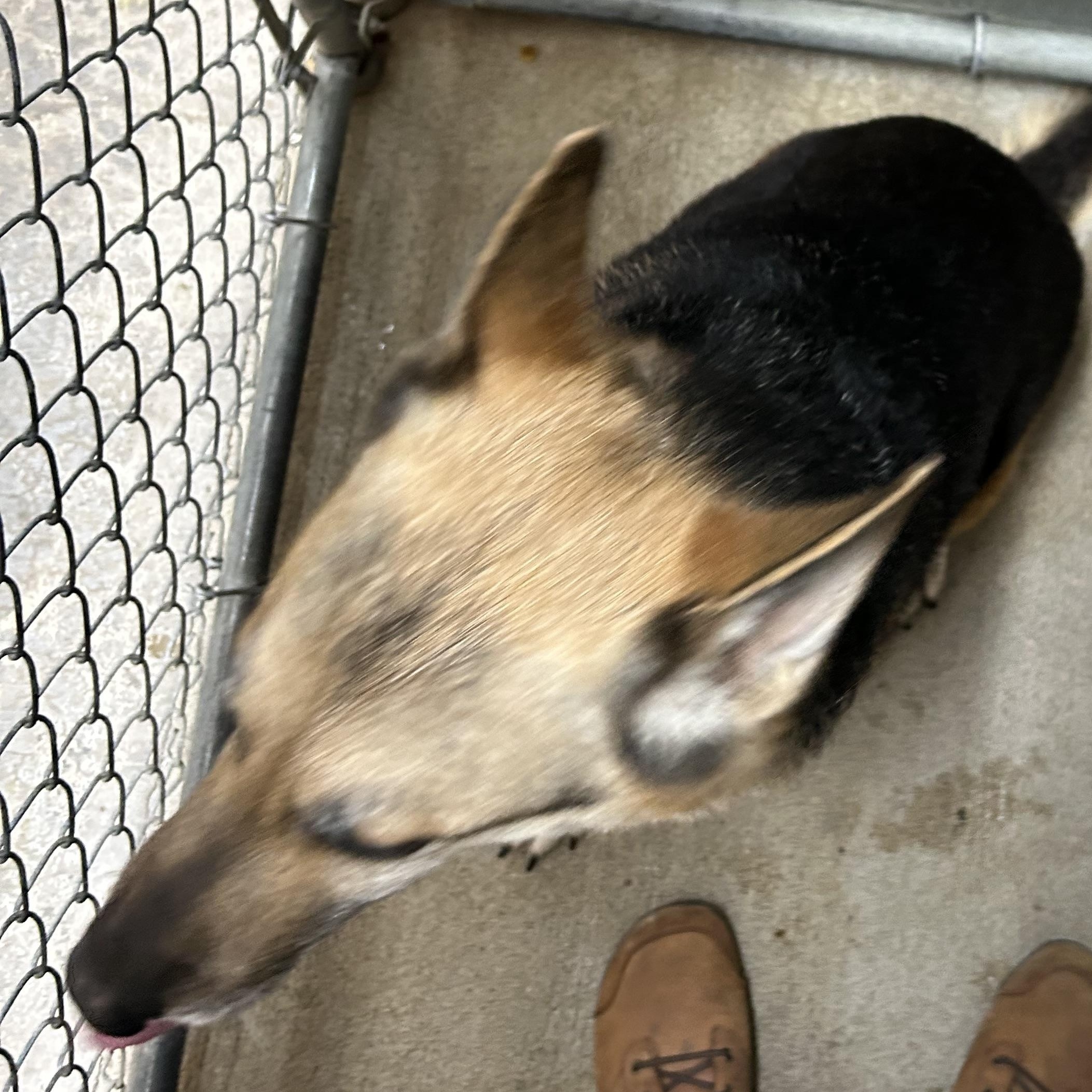 Enlarge Lady Tango, a ADOPTABLE German Shepherd Dog in Bryan, OH image 2/6