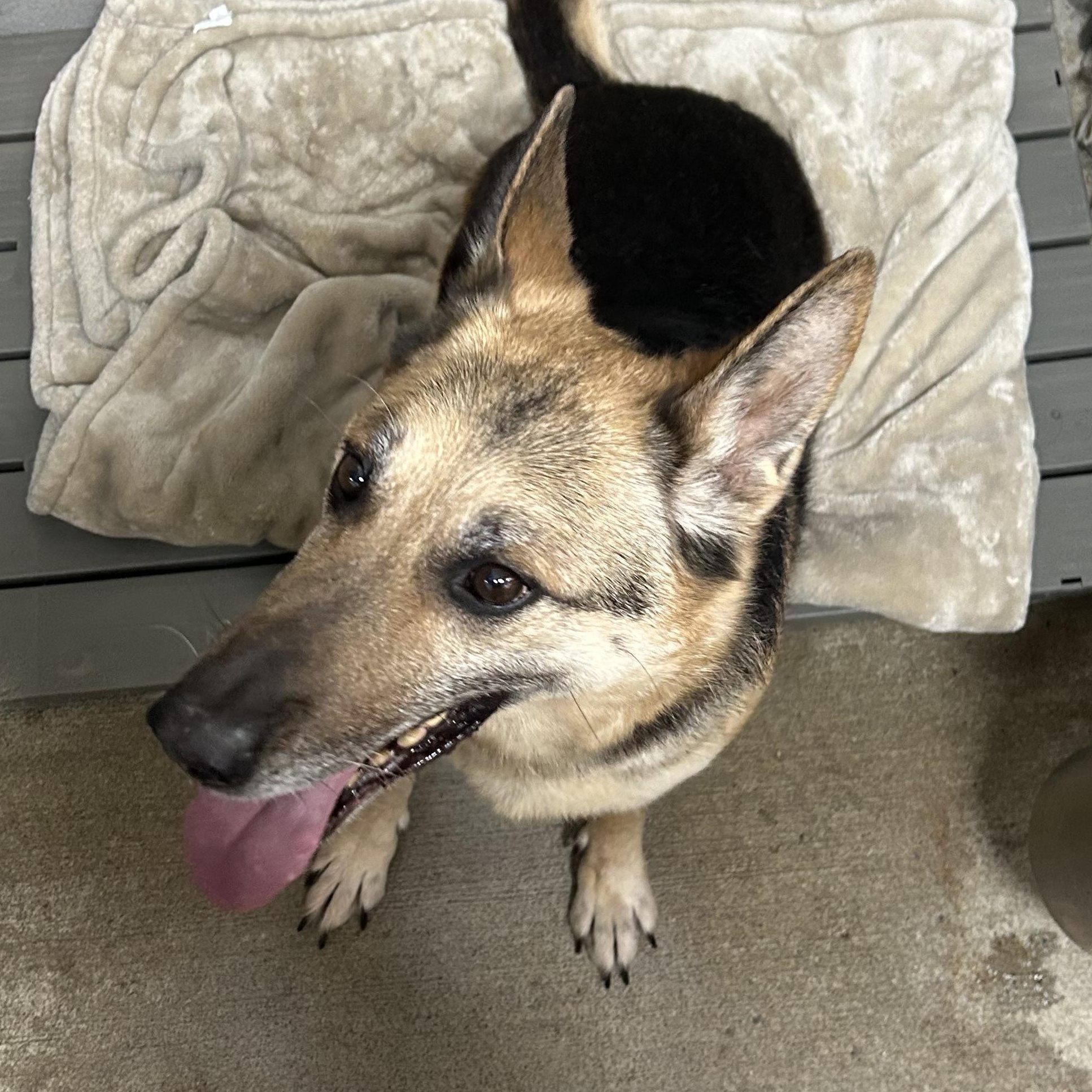 Enlarge Lady Tango, a ADOPTABLE German Shepherd Dog in Bryan, OH image 3/6
