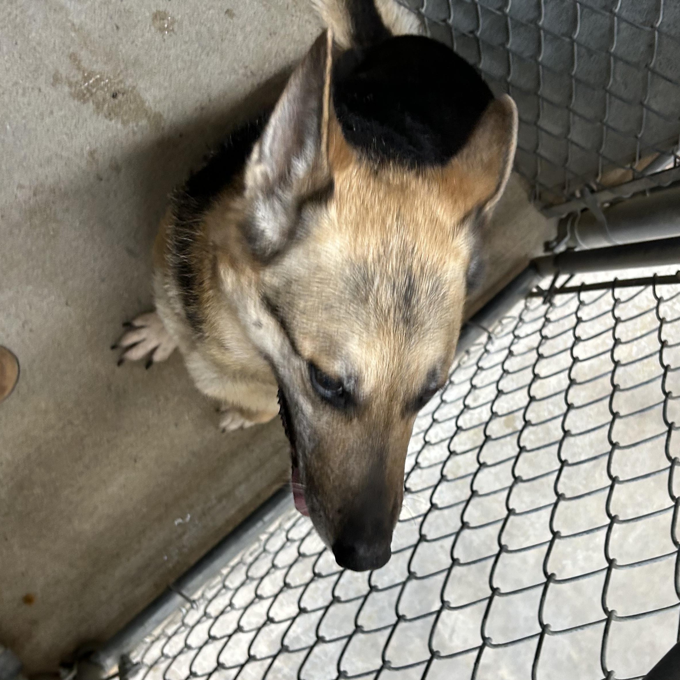 Enlarge Lady Tango, a ADOPTABLE German Shepherd Dog in Bryan, OH image 6/6