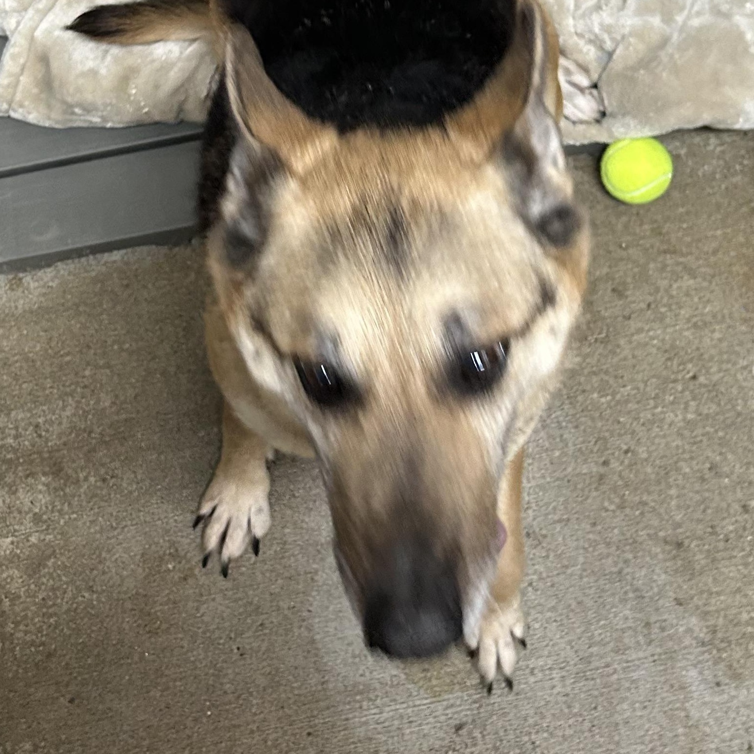 Enlarge Lady Tango, a ADOPTABLE German Shepherd Dog in Bryan, OH image 4/6