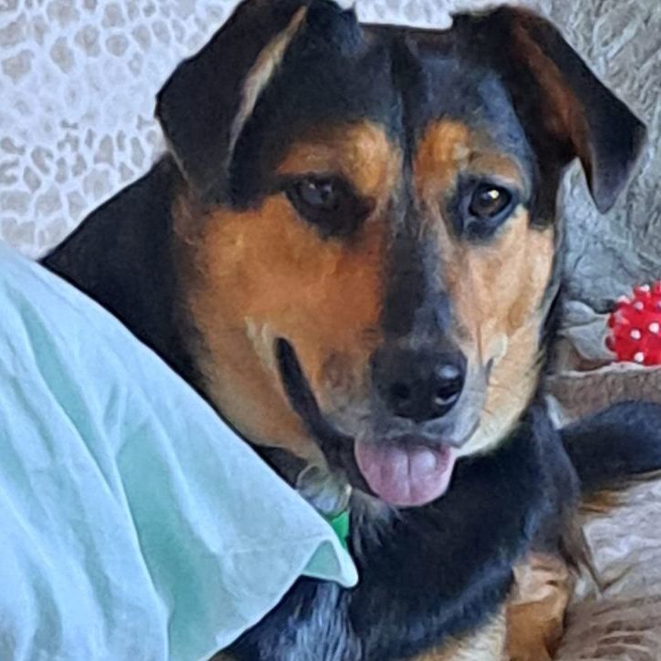 Enlarge Louise, a Adoptable mixed breed in Springfield, MO image 1/6