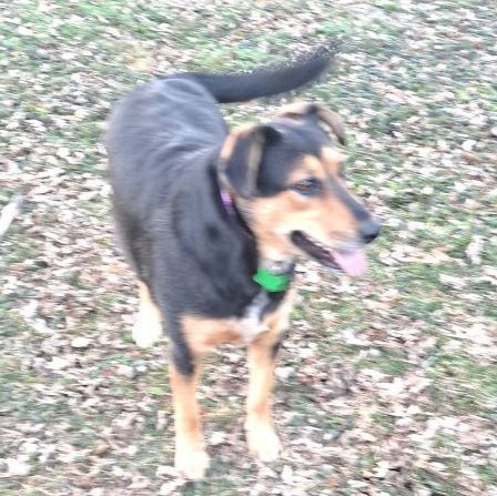 Enlarge Louise, a Adoptable mixed breed in Springfield, MO image 2/6