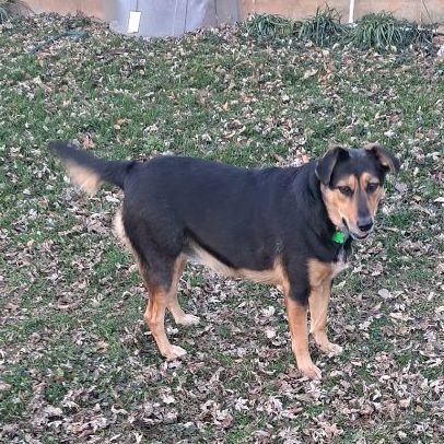Enlarge Louise, a Adoptable mixed breed in Springfield, MO image 3/6