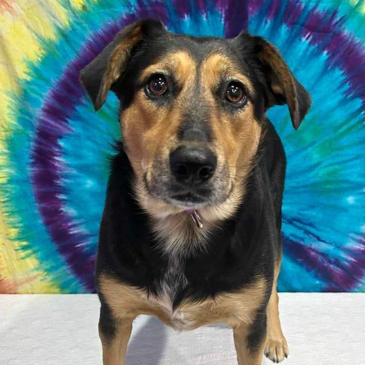 Enlarge Louise, a Adoptable mixed breed in Springfield, MO image 5/6