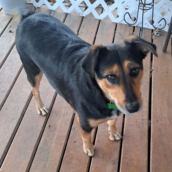 Enlarge Louise, a Adoptable mixed breed in Springfield, MO image 6/6