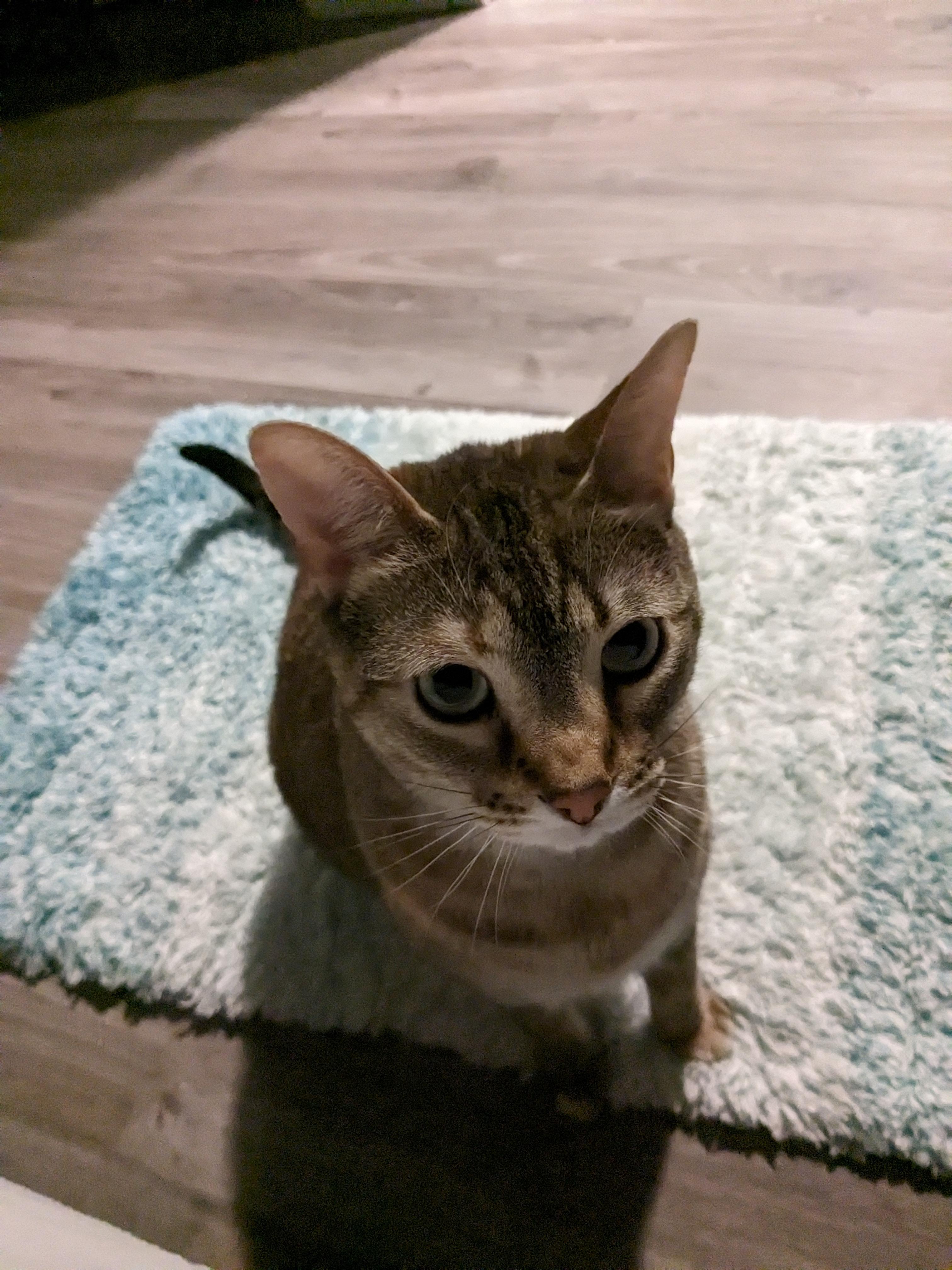Minnow, an adoptable Domestic Short Hair in Ottawa, ON, K2H 7A3 | Photo Image 3