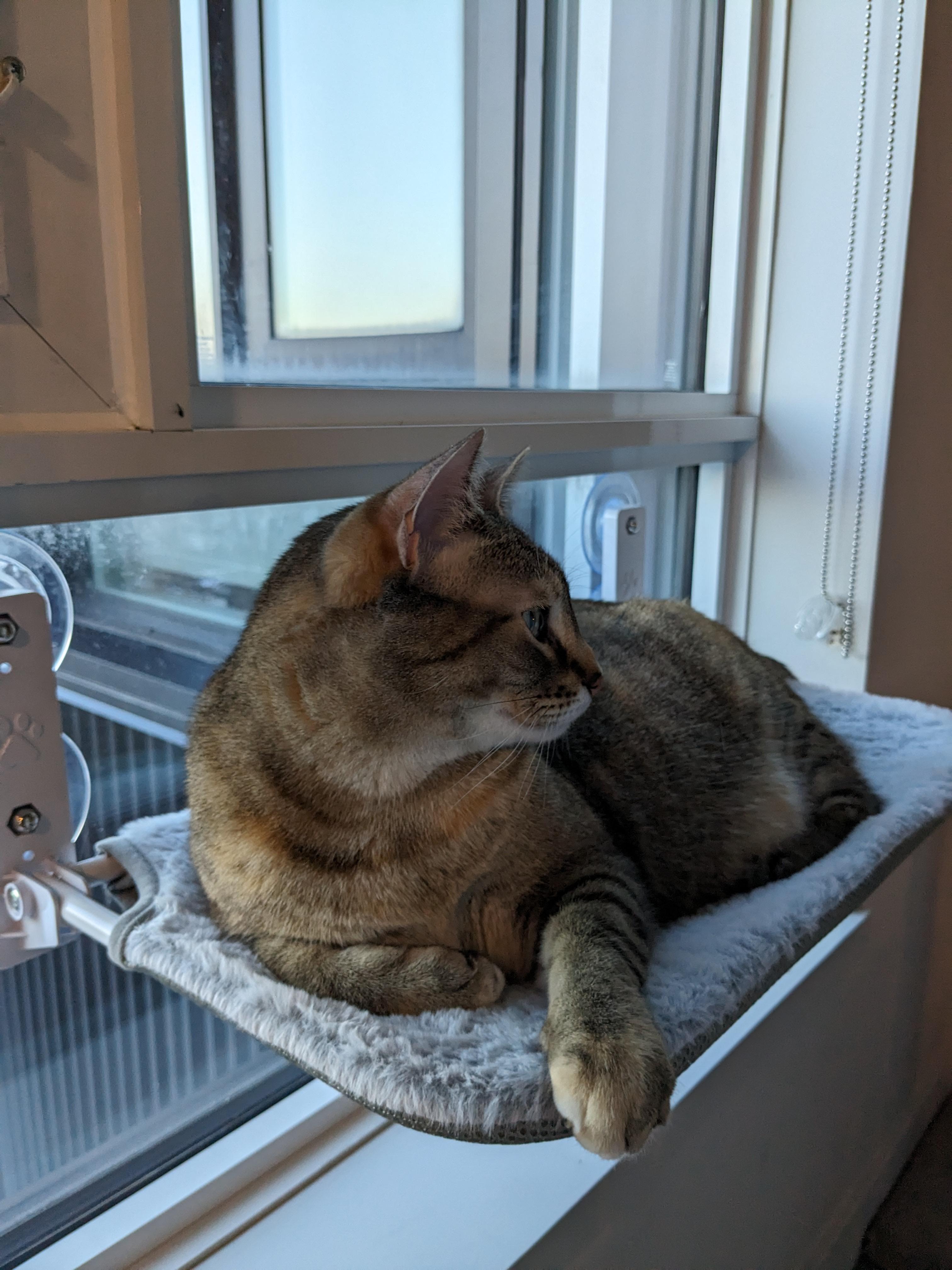 Minnow, an adoptable Domestic Short Hair in Ottawa, ON, K2H 7A3 | Photo Image 5