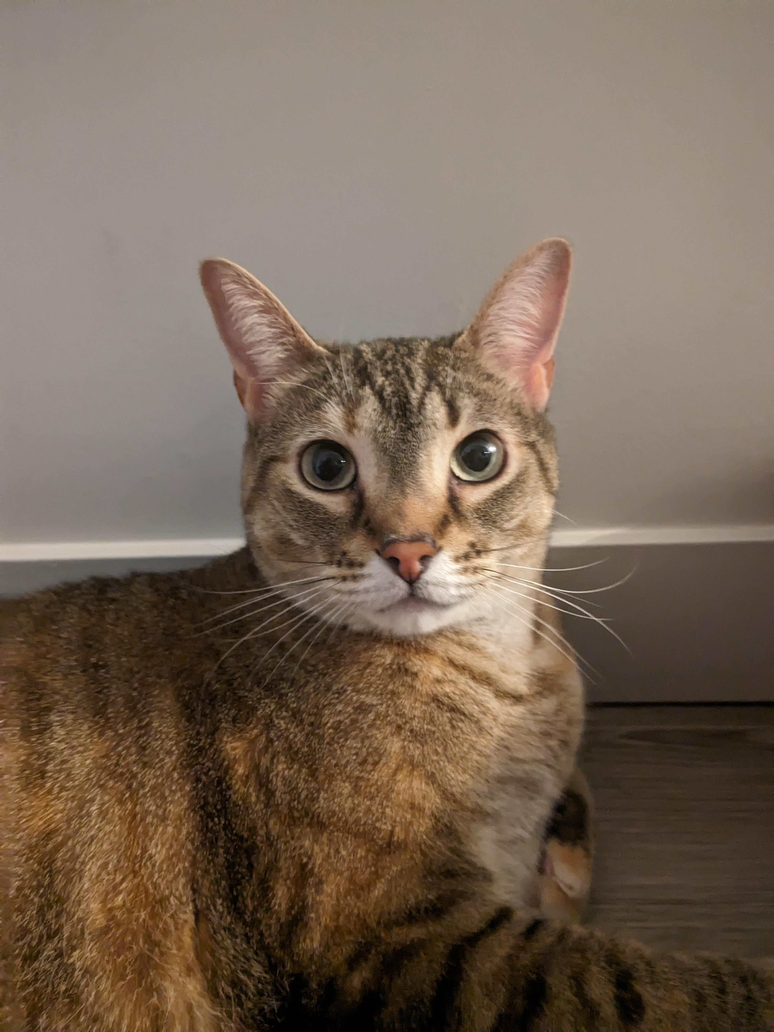 Minnow, an adoptable Domestic Short Hair in Ottawa, ON, K2H 7A3 | Photo Image 2