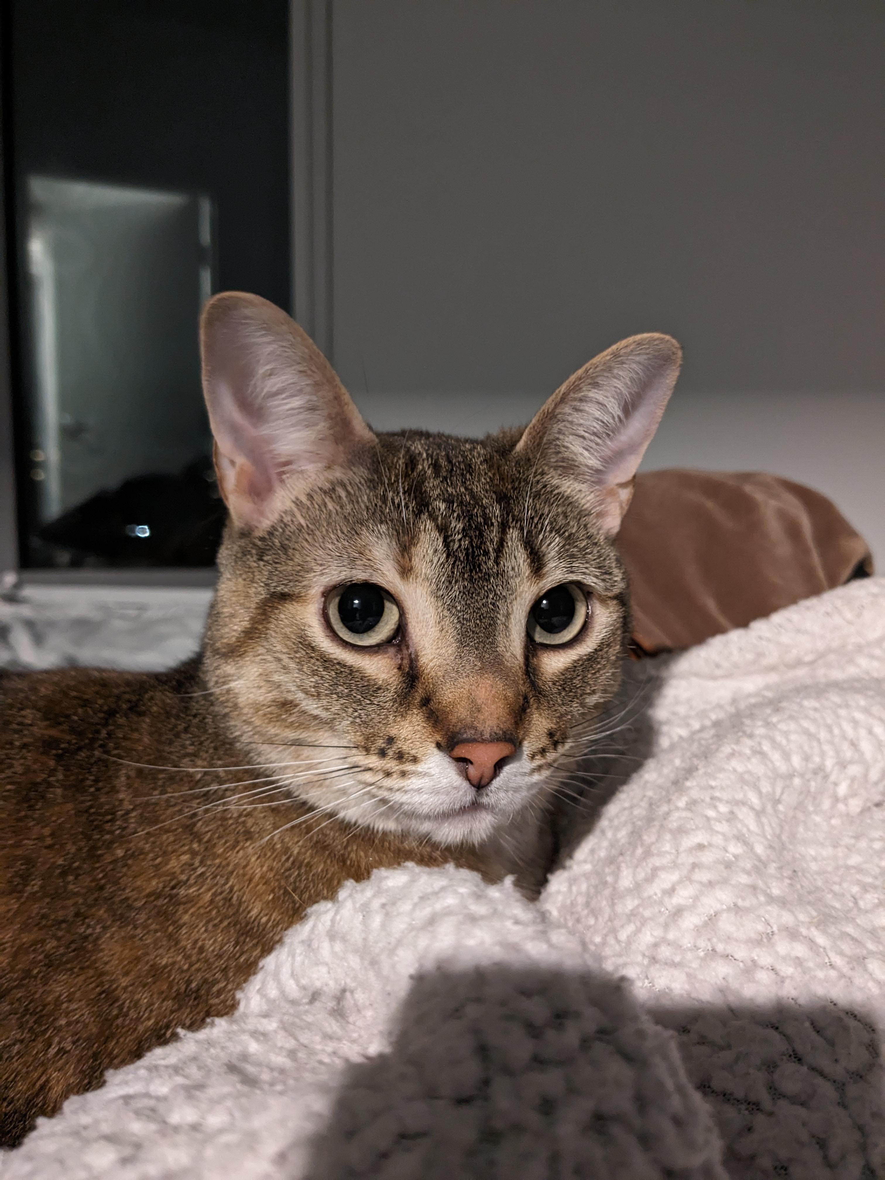 Minnow, an adoptable Domestic Short Hair in Ottawa, ON, K2H 7A3 | Photo Image 1