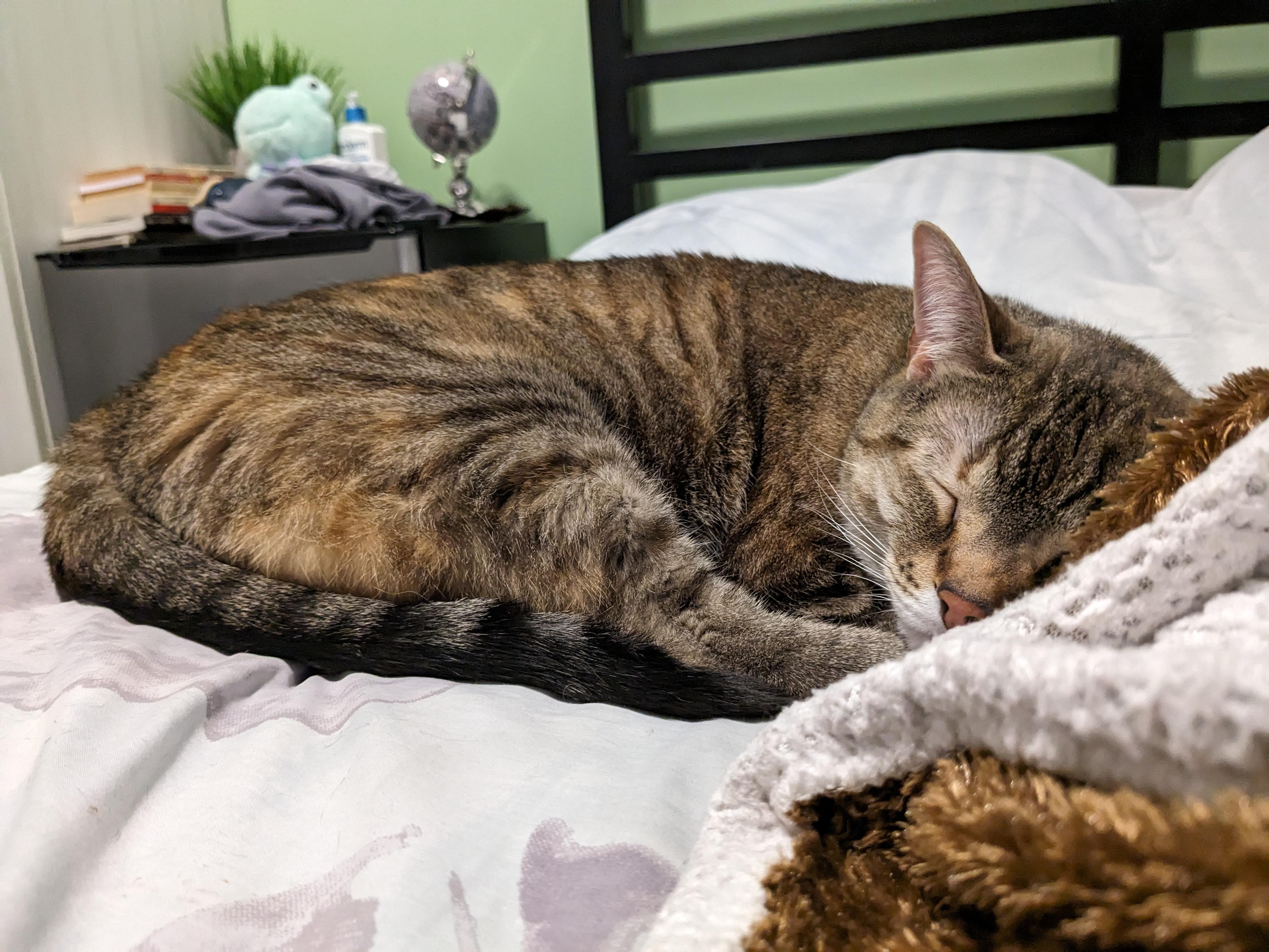 Minnow, an adoptable Domestic Short Hair in Ottawa, ON, K2H 7A3 | Photo Image 4