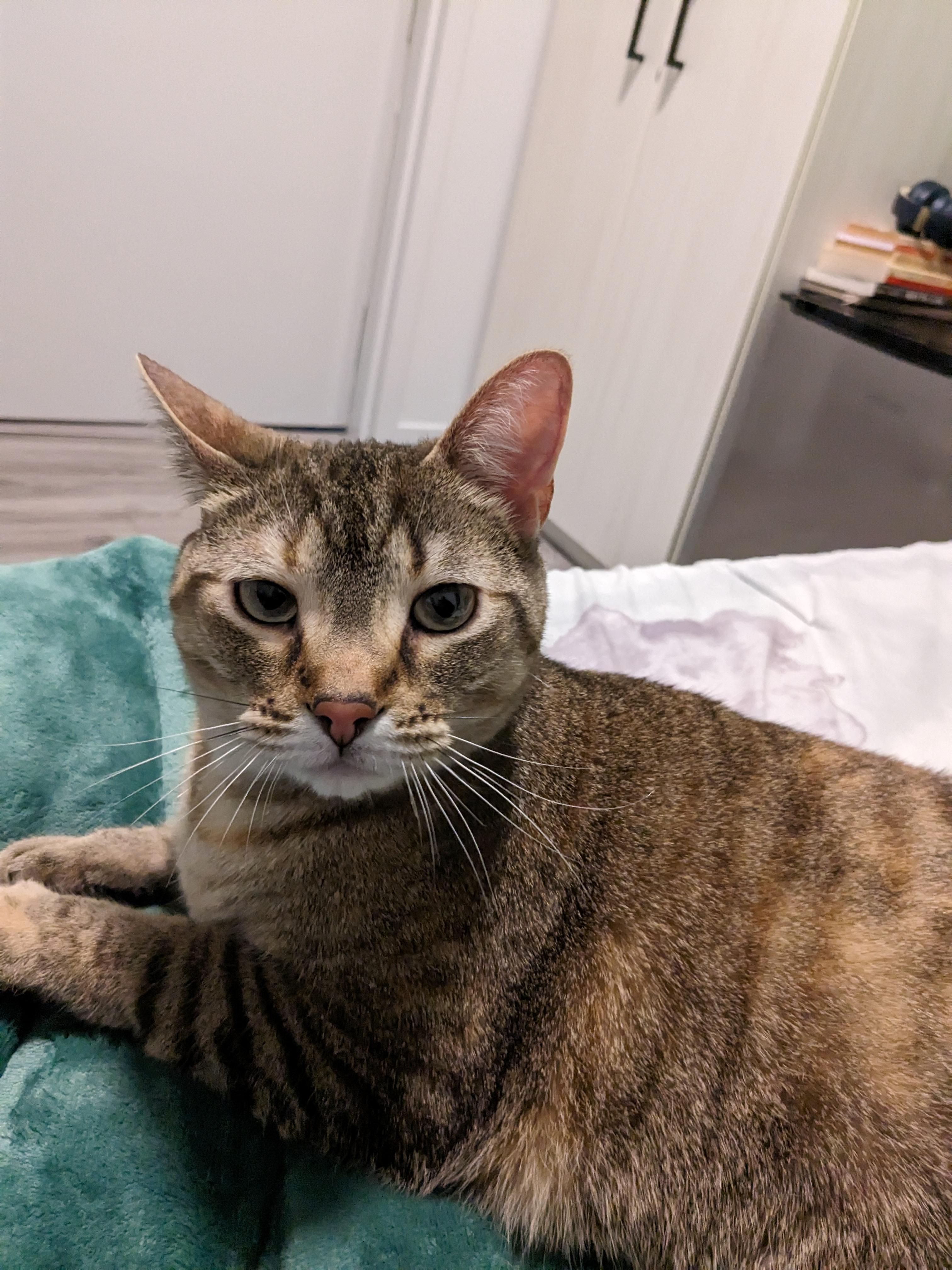 Minnow, an adoptable Domestic Short Hair in Ottawa, ON, K2H 7A3 | Photo Image 6