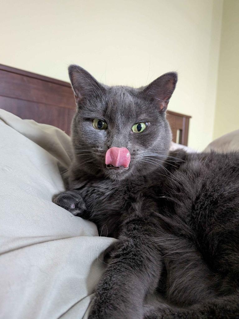 Raspy, Adoptable, Adult Female Domestic Short Hair.