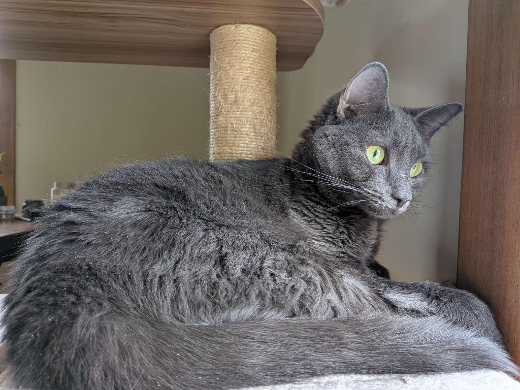 Raspy, a Adoptable mixed breed in Brainardsville, NY image 2/6