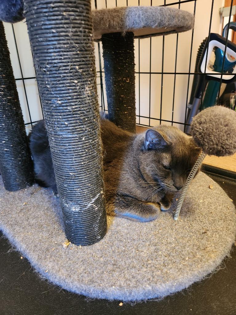 Enlarge Raspy, a Adoptable mixed breed in Brainardsville, NY image 2/5