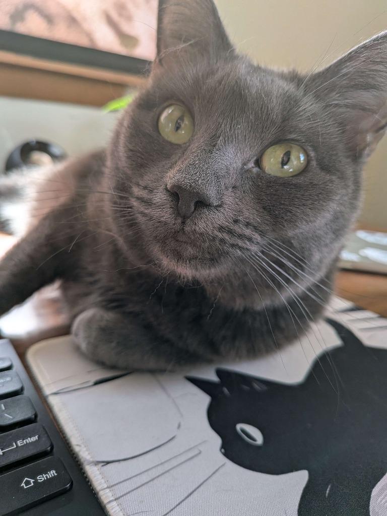 Raspy, a Adoptable mixed breed in Brainardsville, NY image 4/6