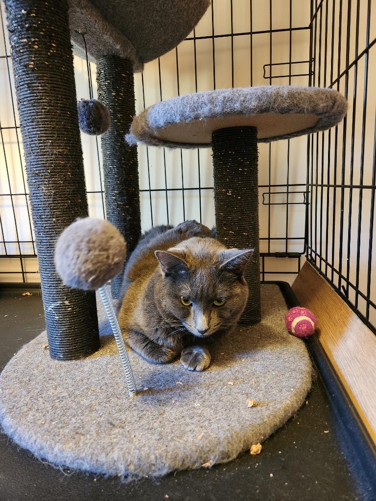 Enlarge Raspy, a Adoptable mixed breed in Brainardsville, NY image 4/5