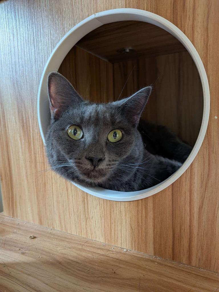 Raspy, a Adoptable mixed breed in Brainardsville, NY image 5/6