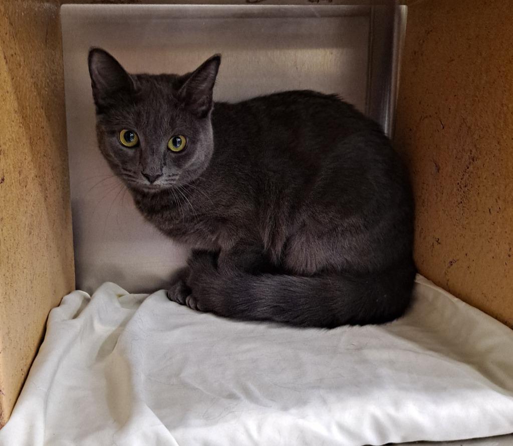 Enlarge Raspy, a Adoptable mixed breed in Brainardsville, NY image 5/5