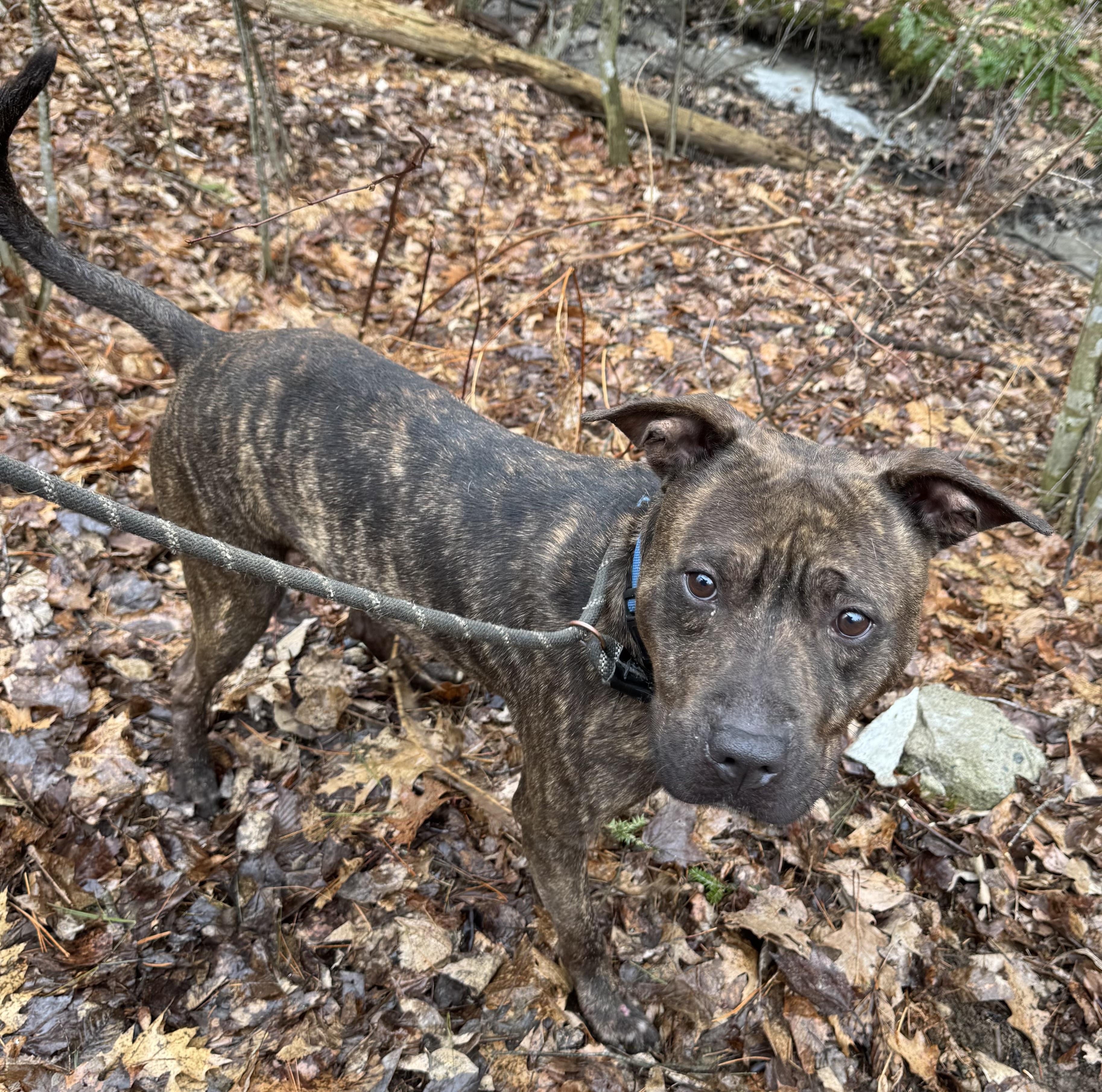 Enlarge Friday, a Adoptable Mixed Breed in Vassalboro, ME image 1/1