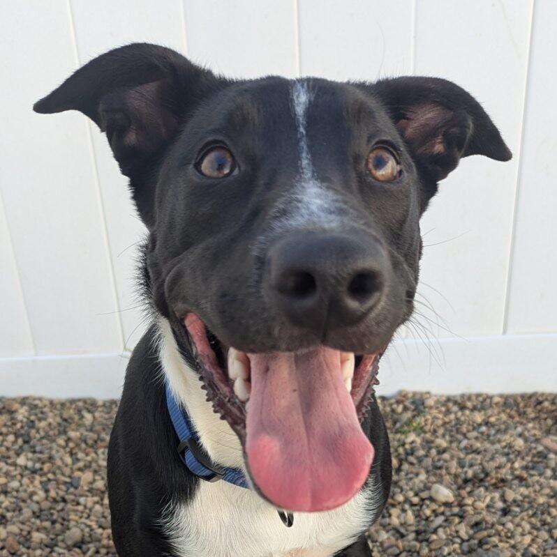 Enlarge Pepe, a Adoptable mixed breed in Yankton, SD image 1/5