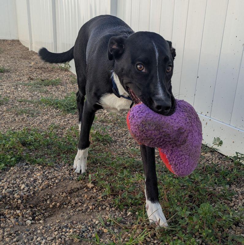 Enlarge Pepe, a Adoptable mixed breed in Yankton, SD image 2/5
