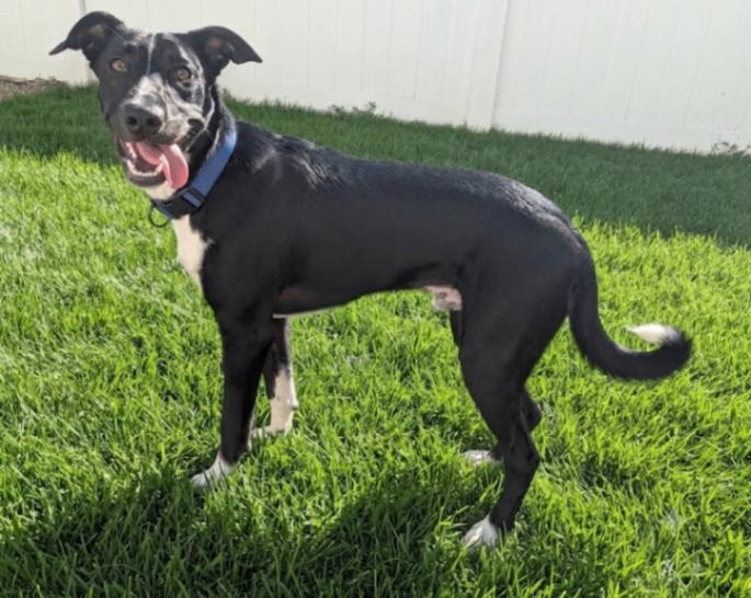 Enlarge Pepe, a Adoptable mixed breed in Yankton, SD image 3/5