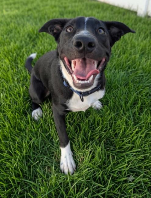 Enlarge Pepe, a Adoptable mixed breed in Yankton, SD image 4/5