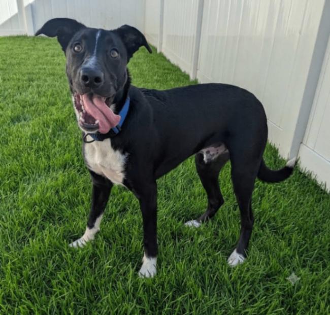 Enlarge Pepe, a Adoptable mixed breed in Yankton, SD image 5/5