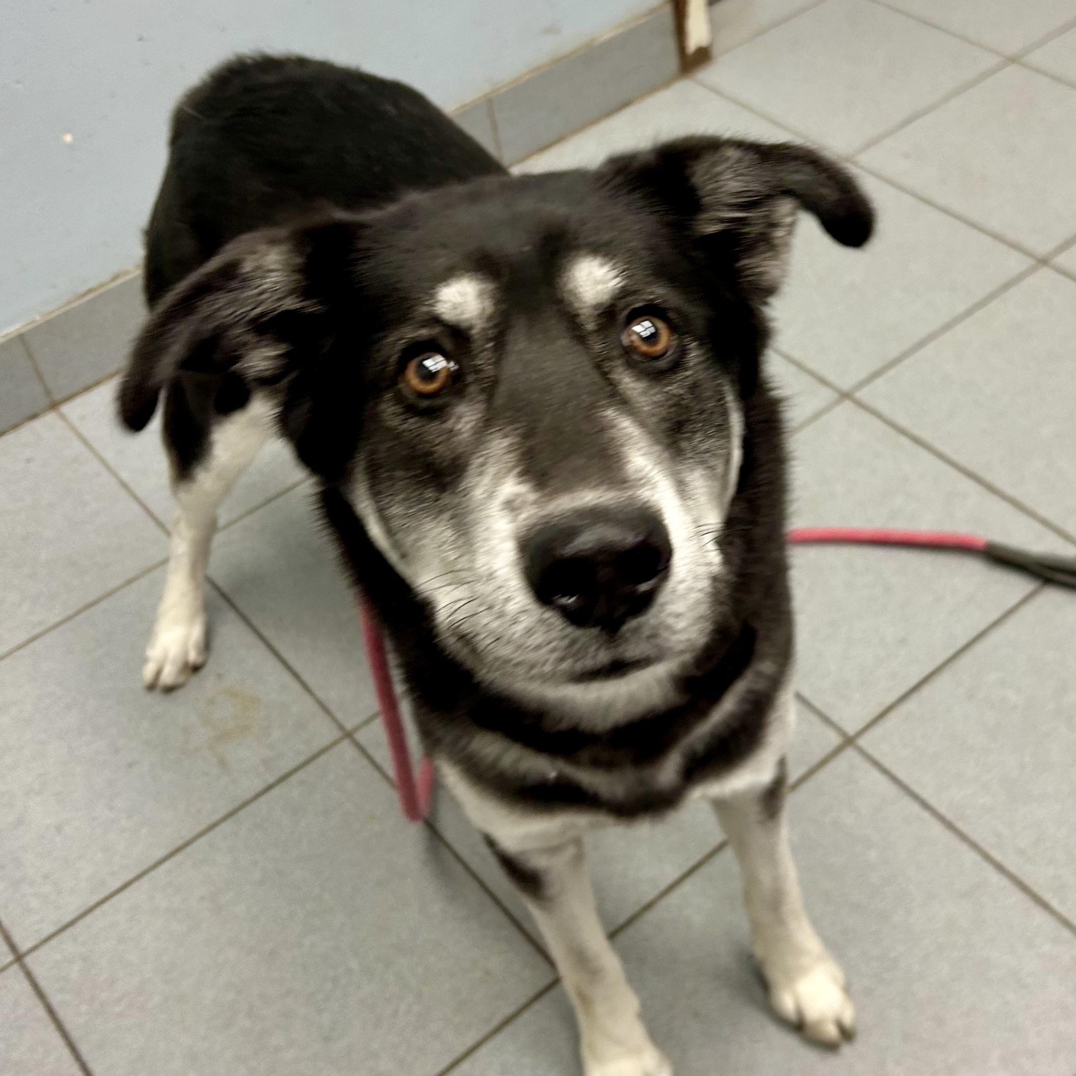 Enlarge Vivian, an adopted mixed breed in Buffalo, NY image 2/5