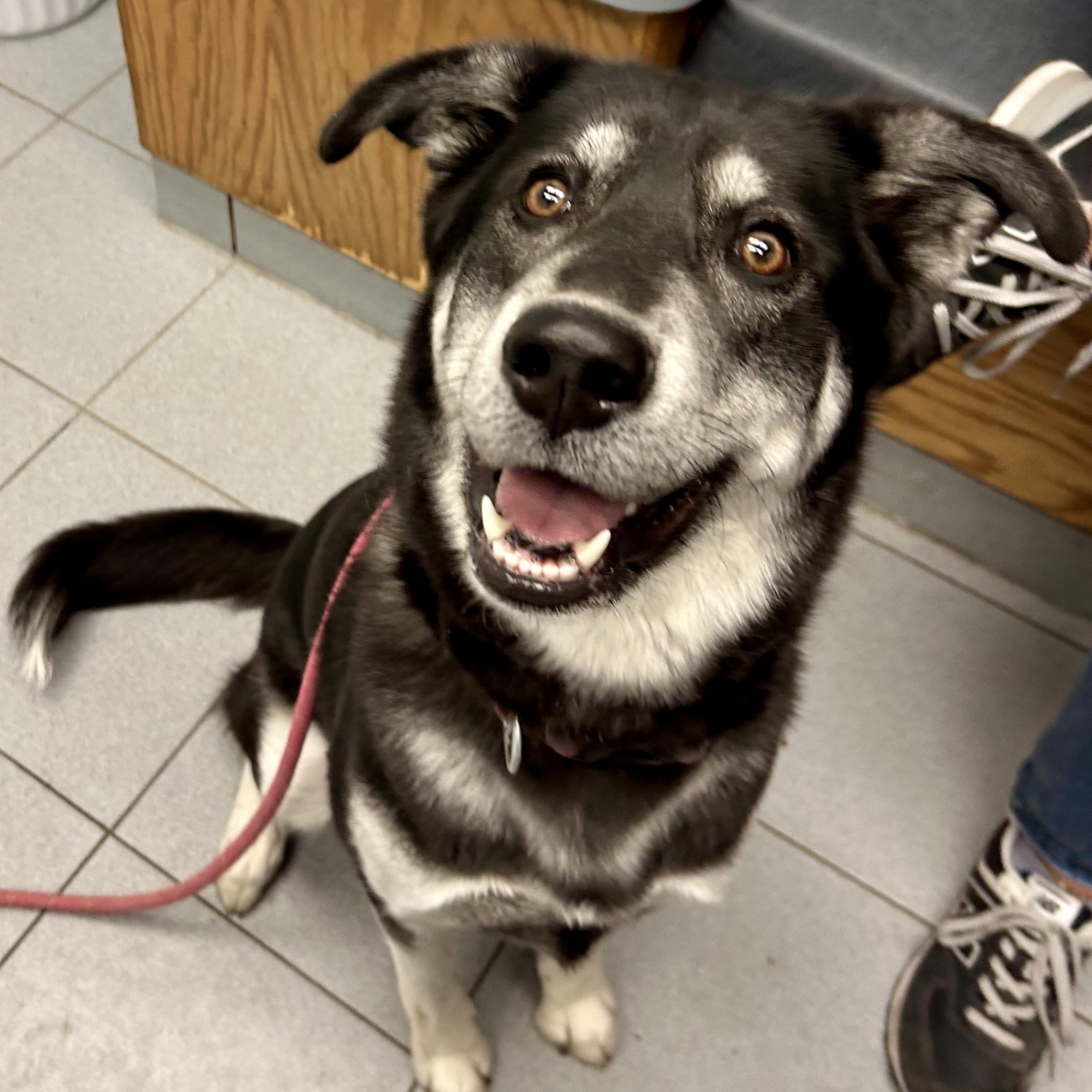 Enlarge Vivian, an adopted mixed breed in Buffalo, NY image 5/5