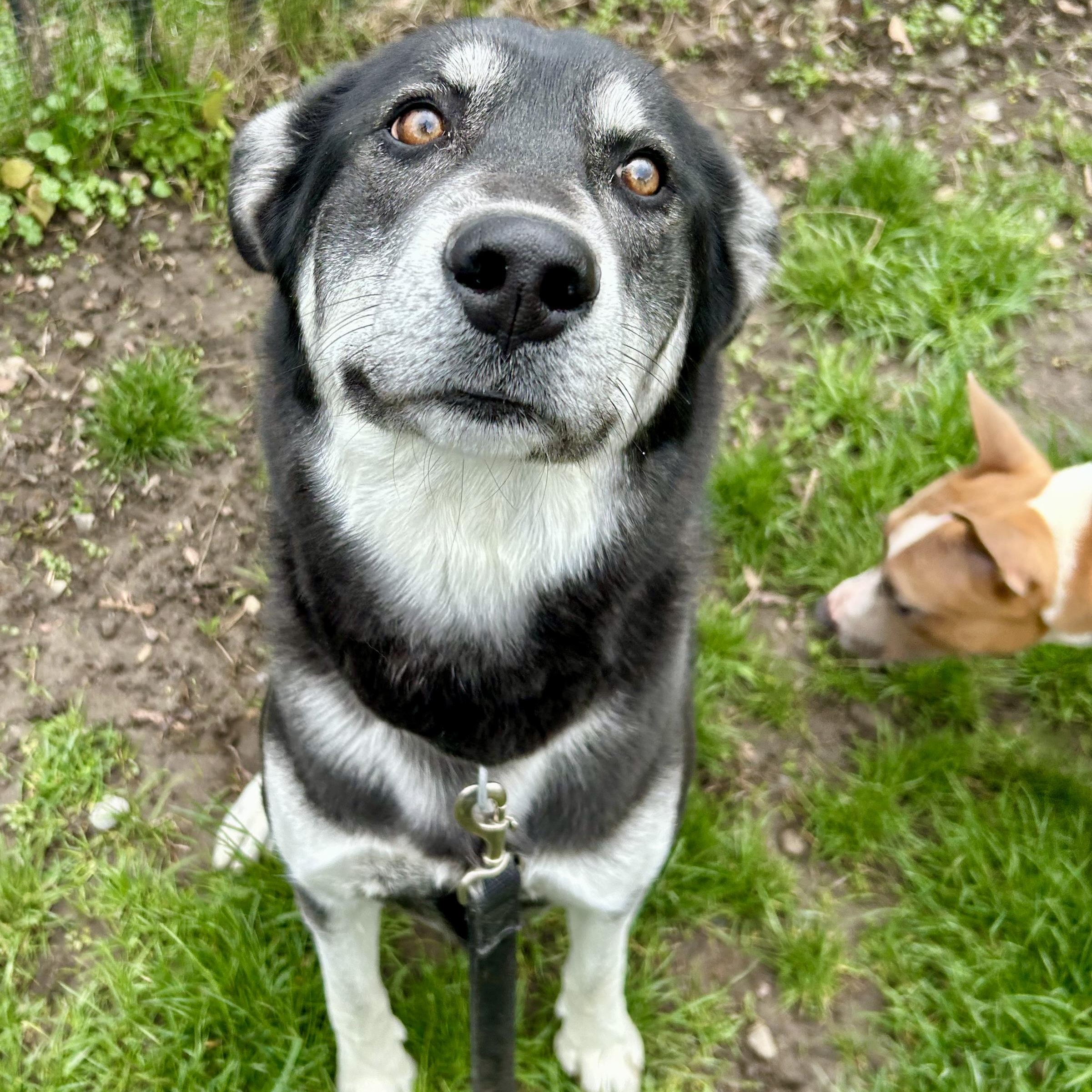 Enlarge Vivian, an adopted mixed breed in Buffalo, NY image 3/5