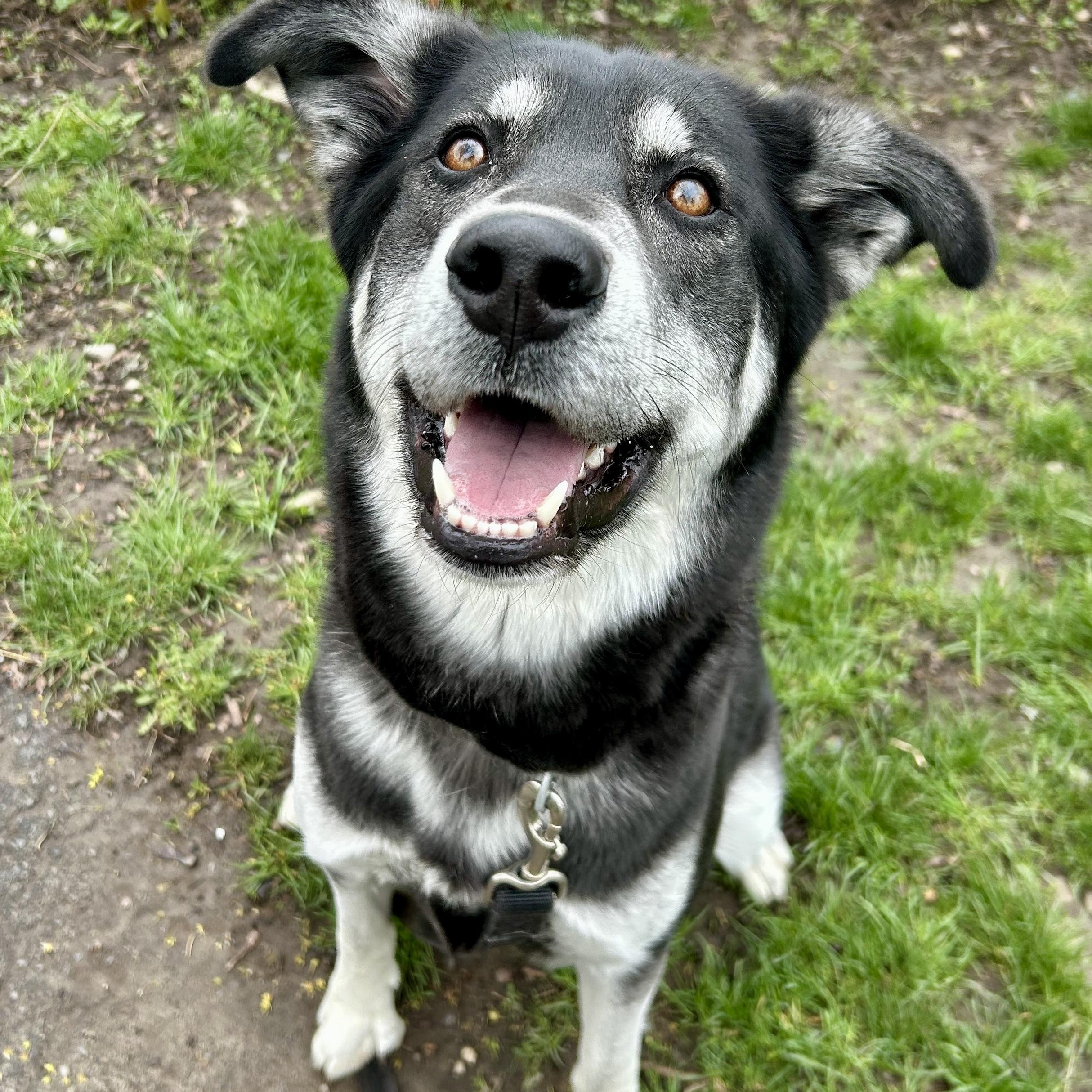 Vivian, adopted, Adult Female Husky.
