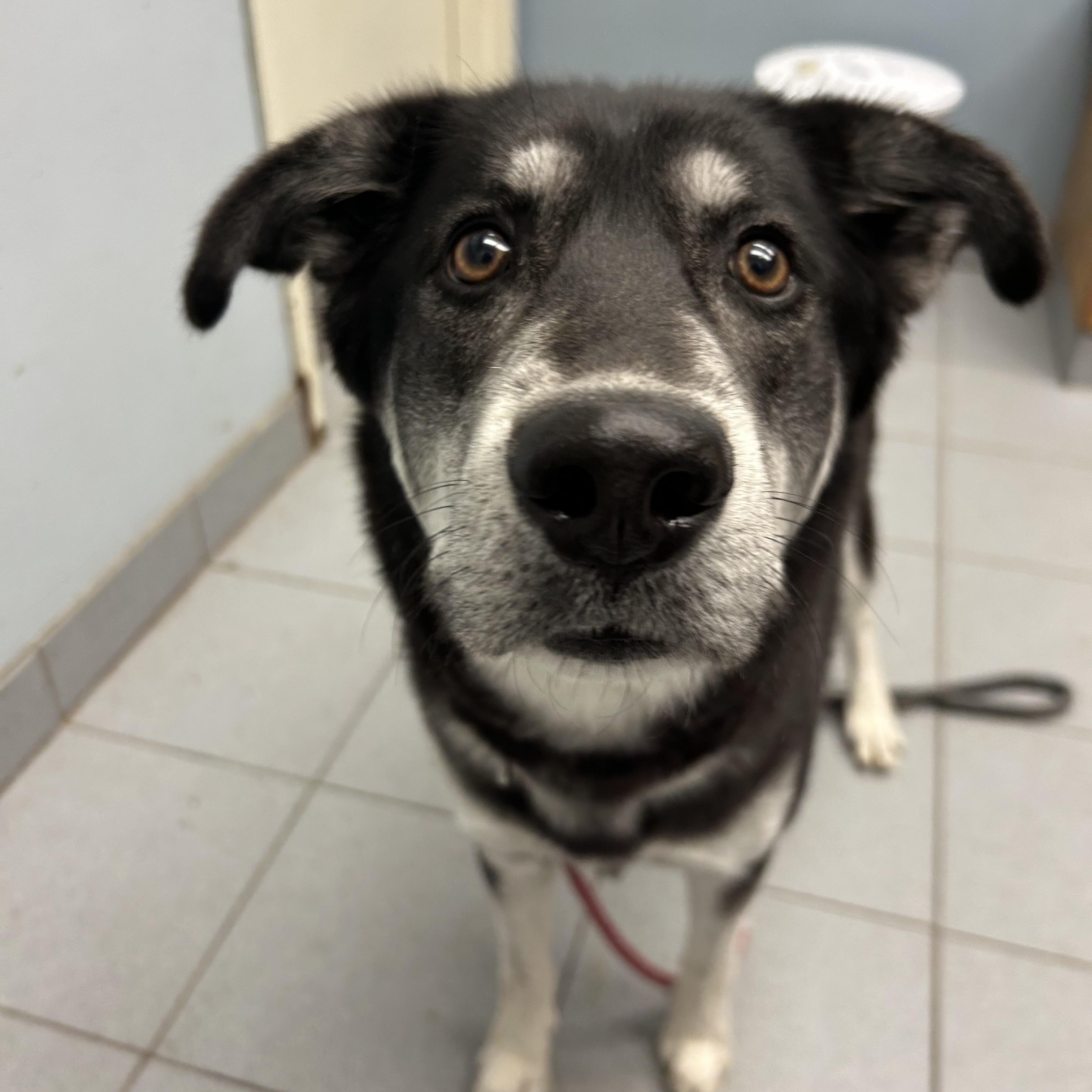 Enlarge Vivian, an adopted mixed breed in Buffalo, NY image 4/5