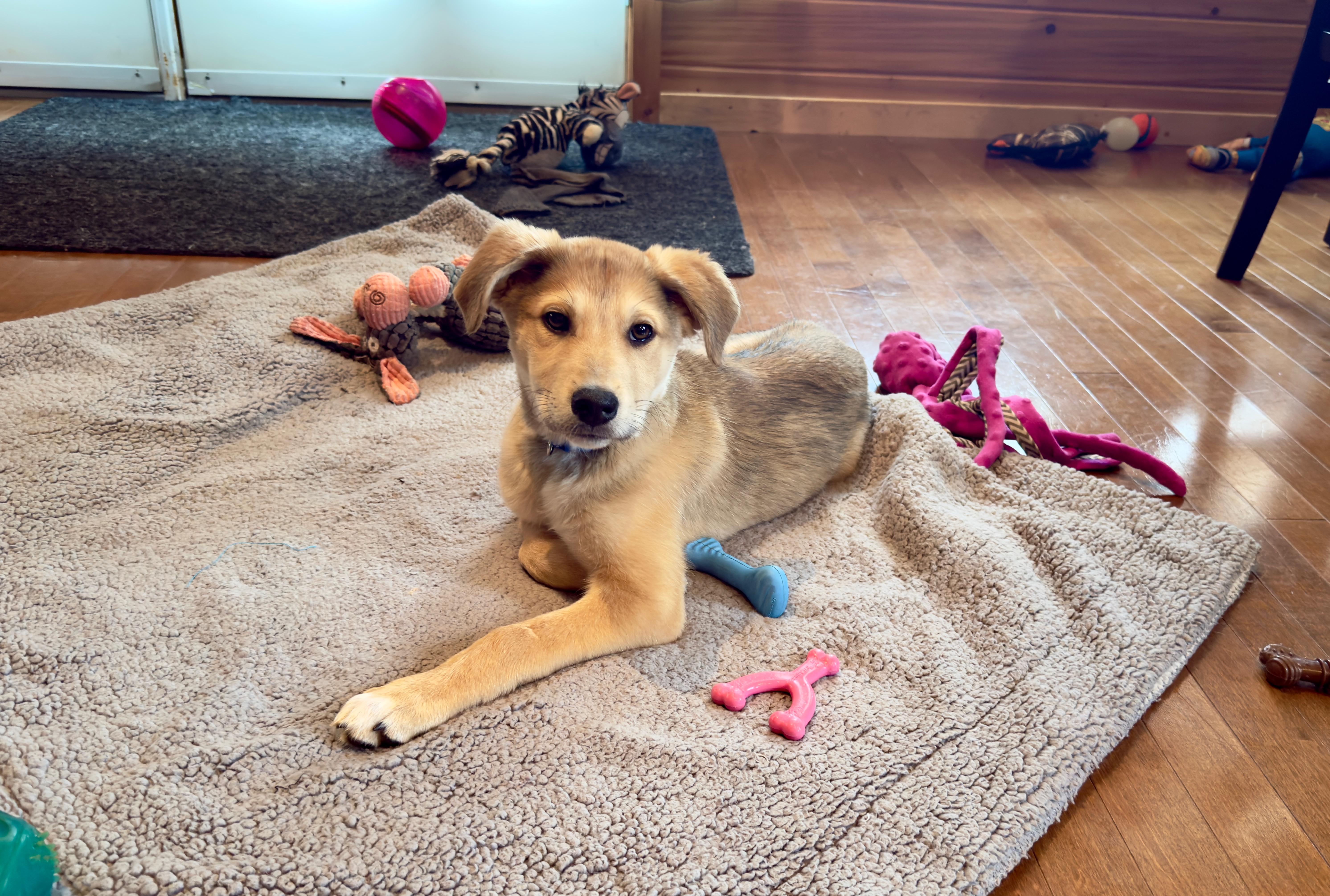 Oscar, Adoptable, Puppy Male Mixed Breed.