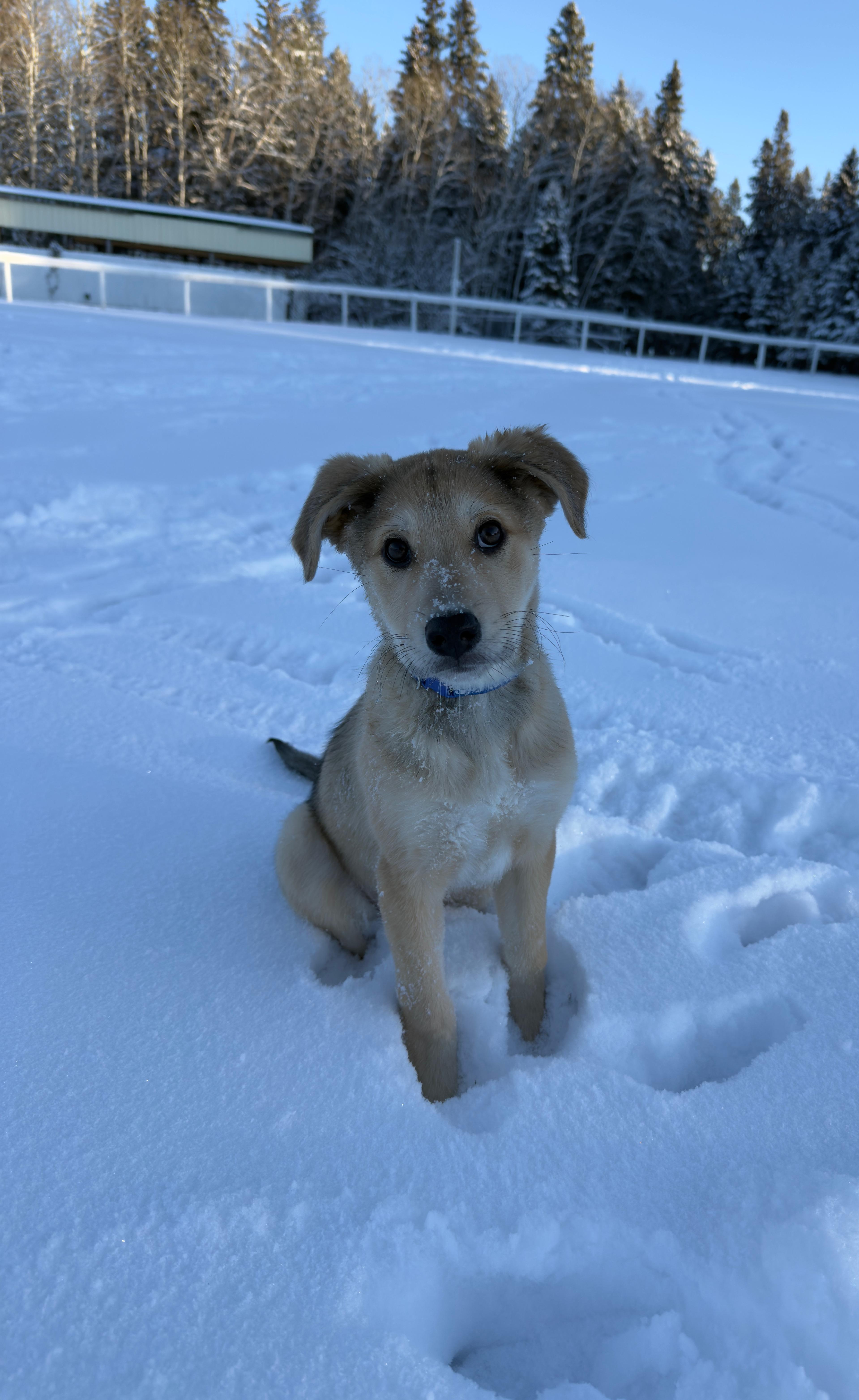 Oscar pending adoption, a Adoptable mixed breed in Saskatoon, SK image 2/4
