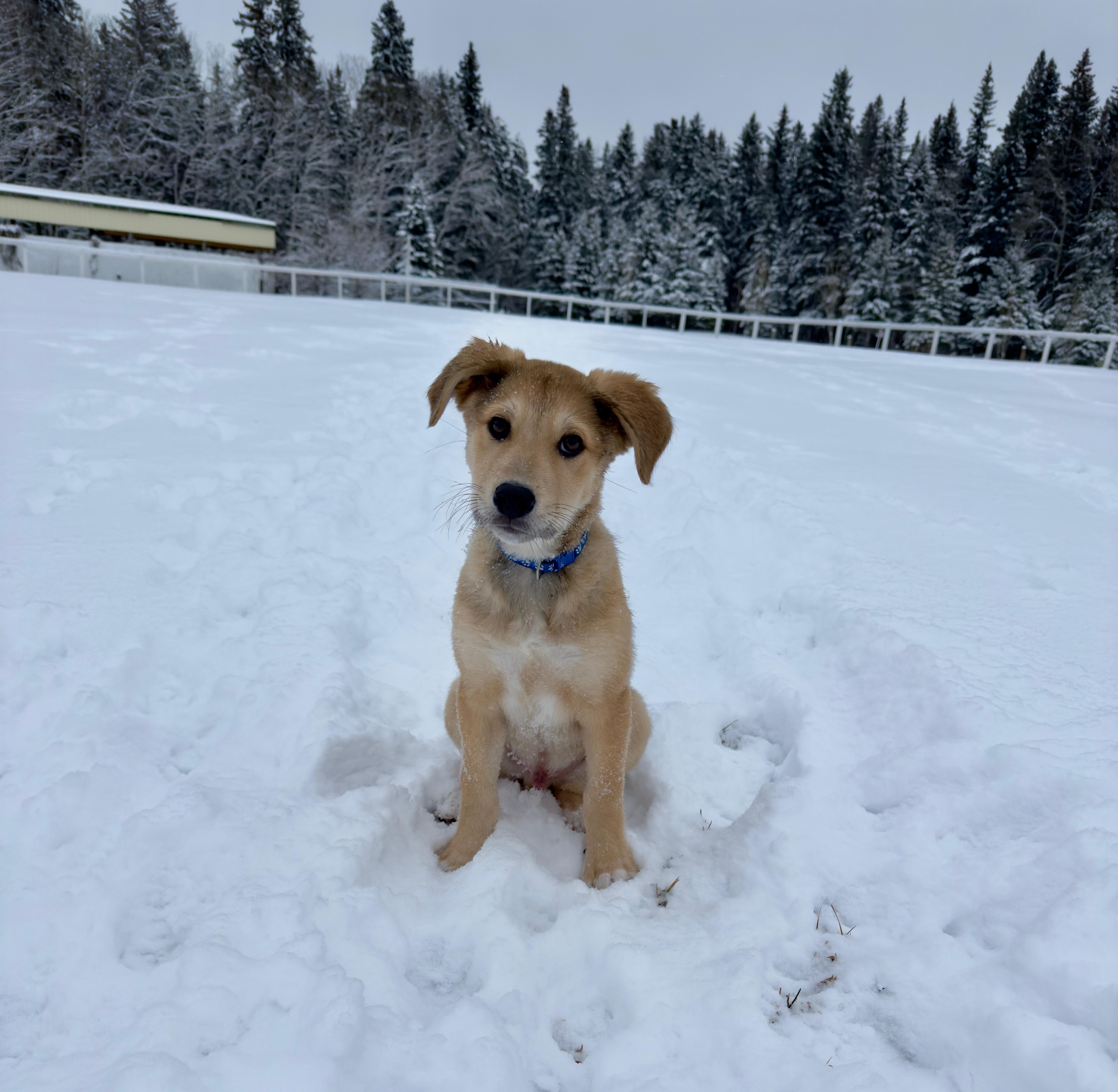 Oscar pending adoption, a Adoptable mixed breed in Saskatoon, SK image 3/4