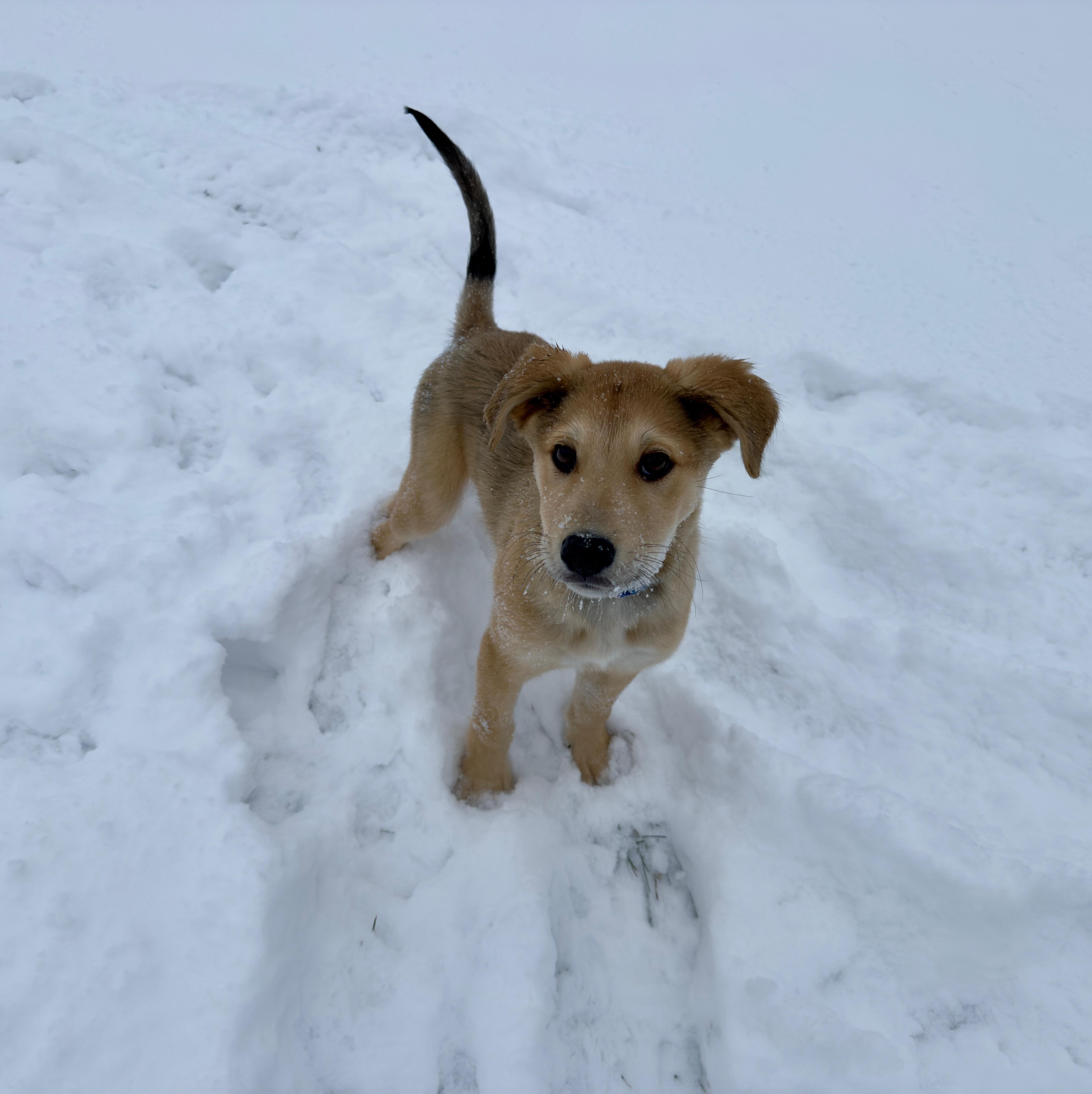 Oscar pending adoption, a Adoptable mixed breed in Saskatoon, SK image 4/4