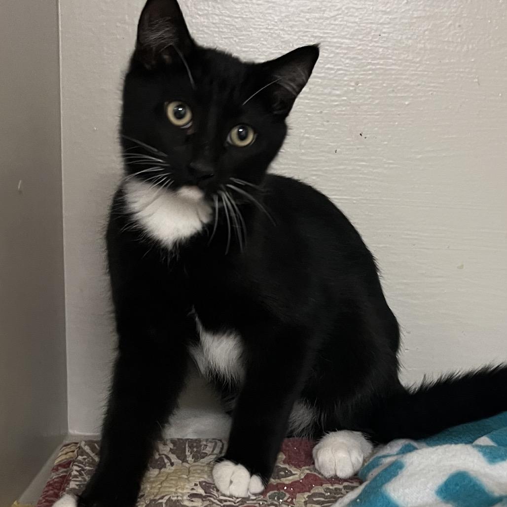 Rocky, Adoptable, Kitten Male Domestic Short Hair.