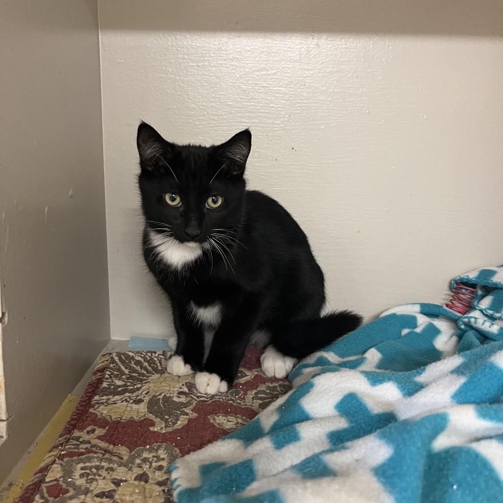 Rocky, a Adoptable Domestic Short Hair in Baker City, OR image 2/2