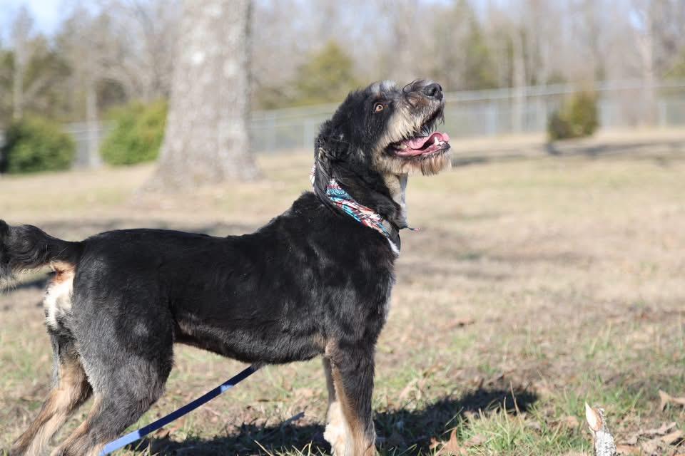 Scruffy, ADOPTABLE, Young Male Aussiedoodle.