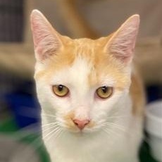 Titan, adopted, Young Male Domestic Short Hair.